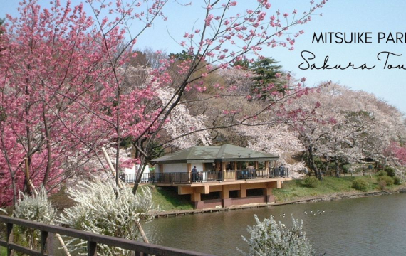 Sakura Tour: Mitsuike Park